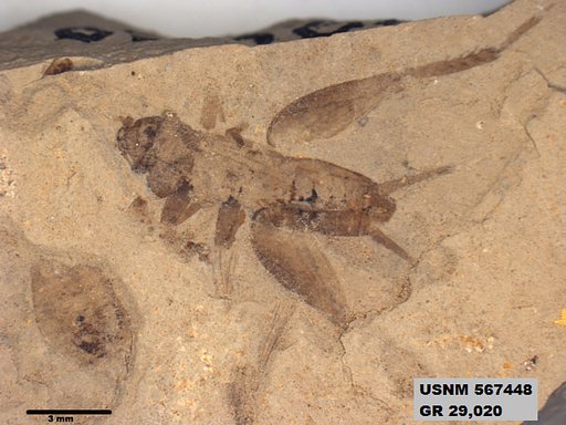 Insecta