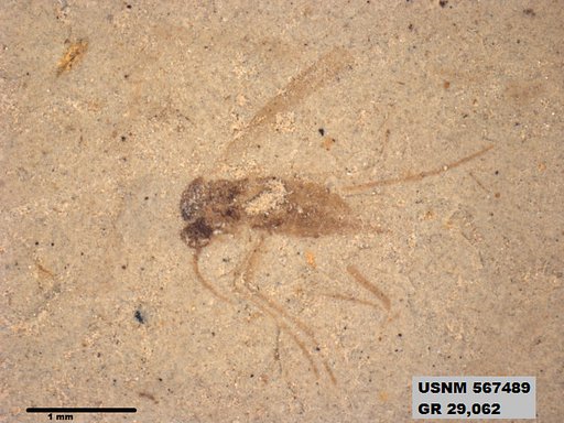 Insecta