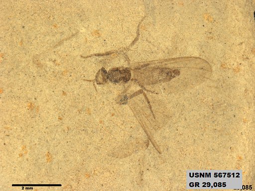 Insecta