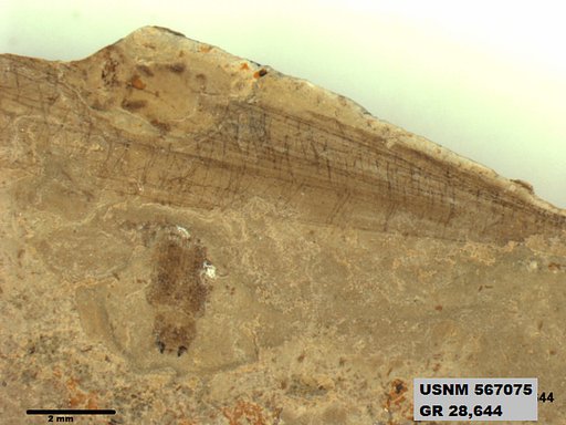 Genus sp