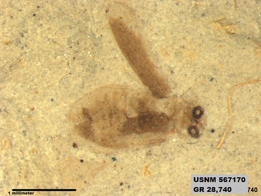 Insecta