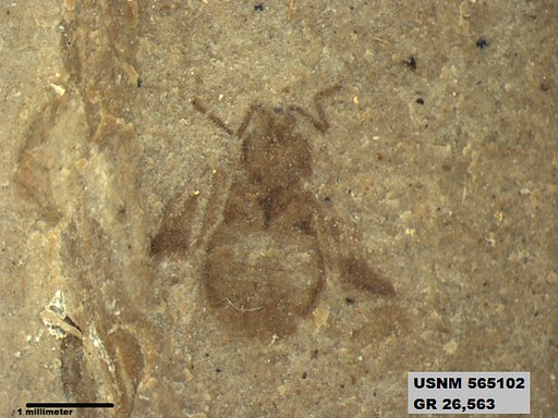 Genus sp