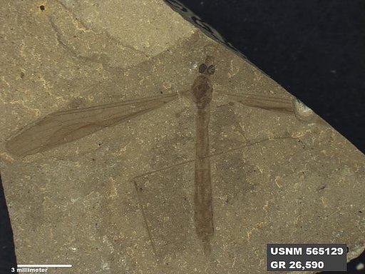 Genus sp