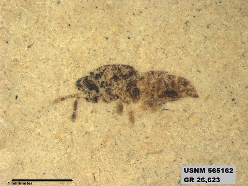Insecta