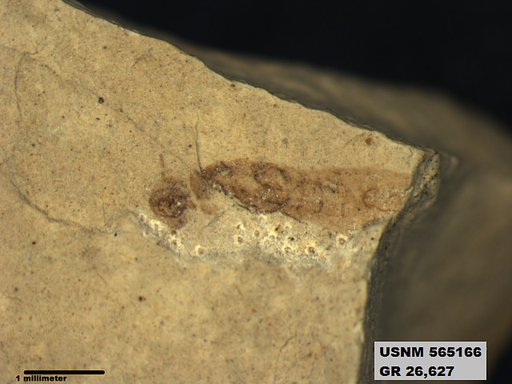Genus sp