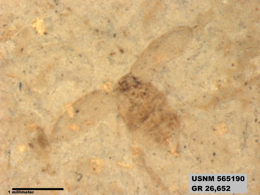 Insecta