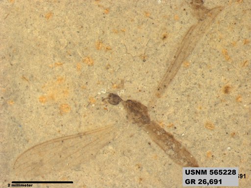 Genus sp