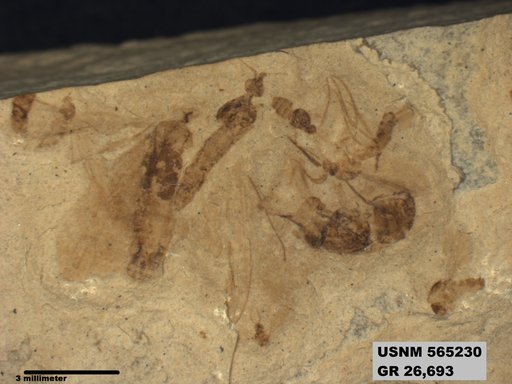 Genus sp