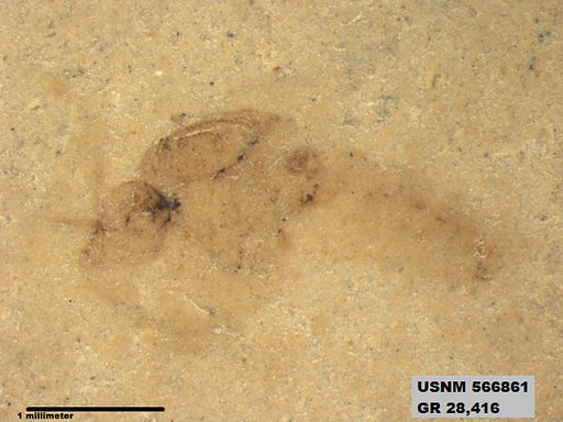 Insecta