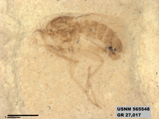 Genus sp
