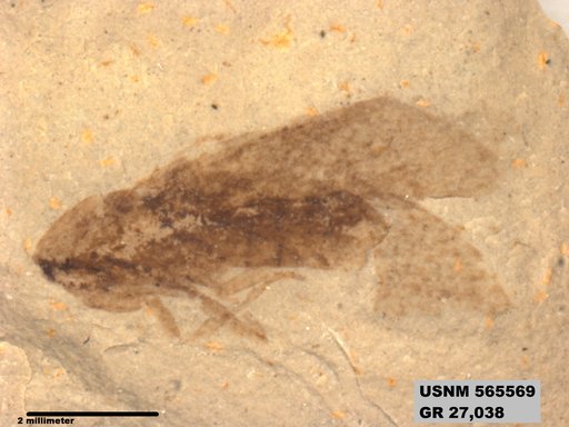 Insecta