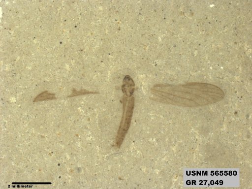 Genus sp