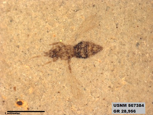 Insecta