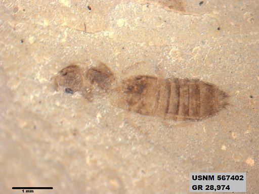 Genus sp