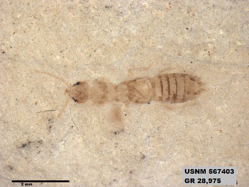 Insecta
