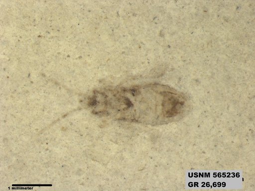 Genus sp