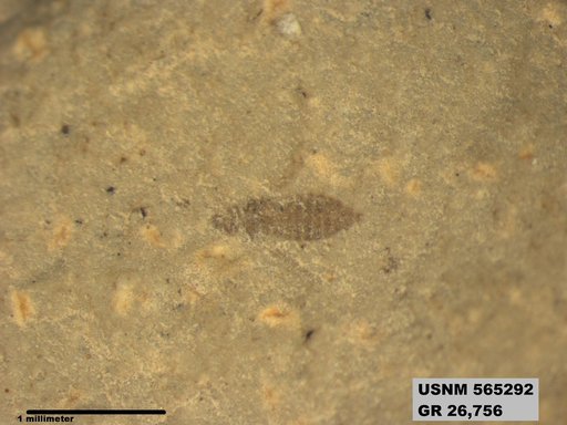 Insecta