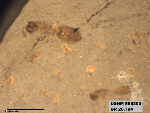 Genus sp