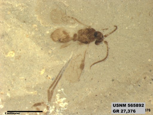 Insecta