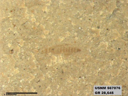 Genus sp