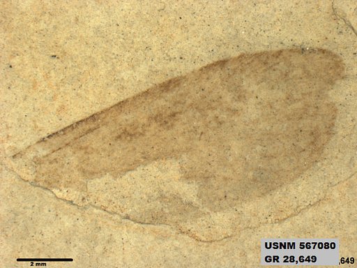 Insecta