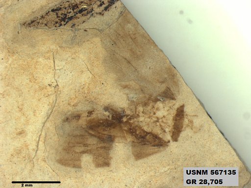 Genus sp