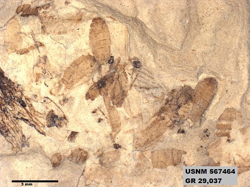 Insecta