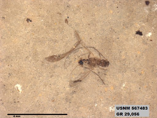 Insecta