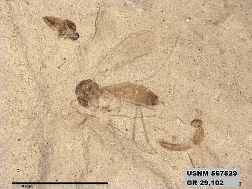 Insecta