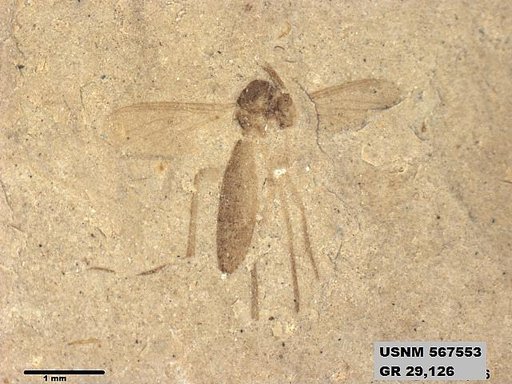 Genus sp