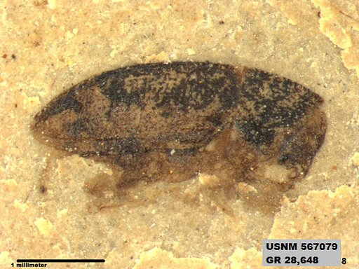 Insecta