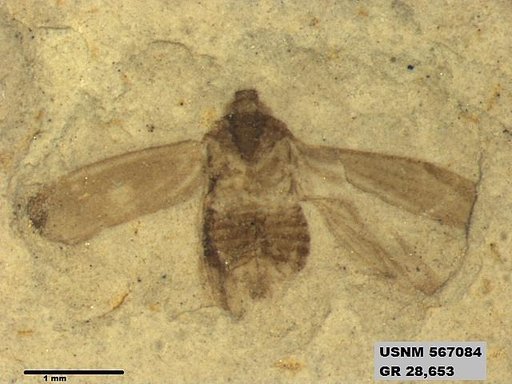 Genus sp