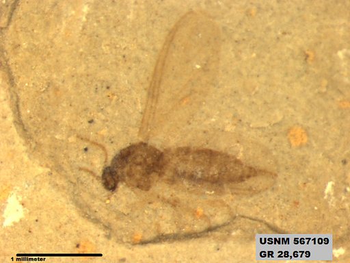 Insecta