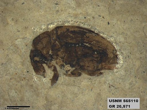 Genus sp