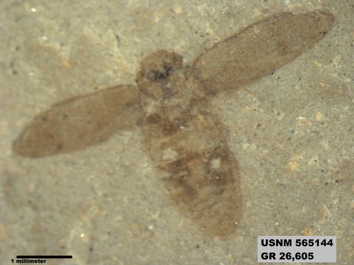 Insecta