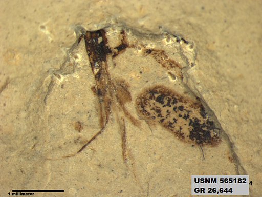 Insecta