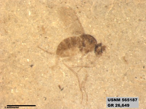 Genus sp
