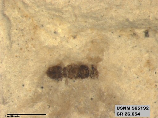 Genus sp