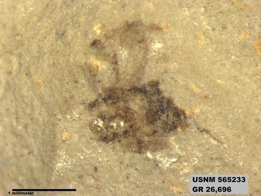 Genus sp