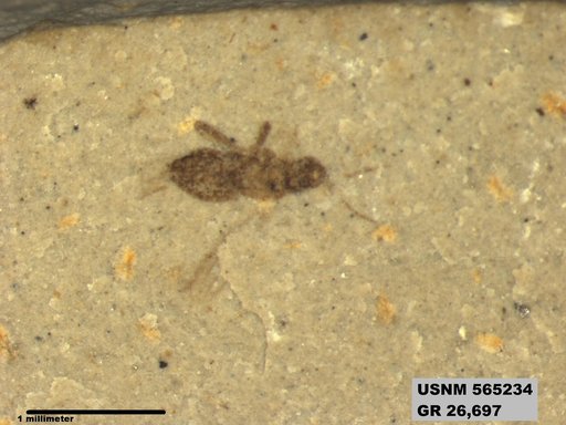 Insecta