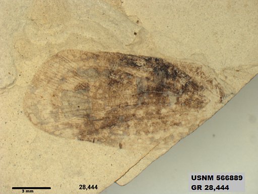 Genus sp