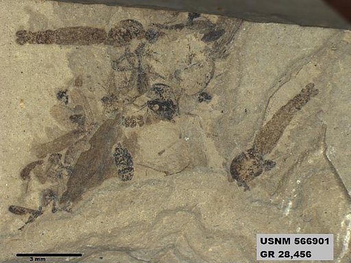 Genus sp