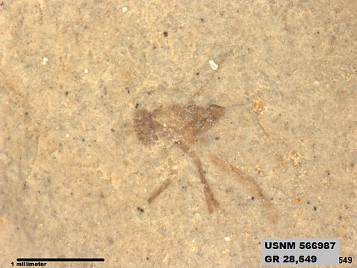 Insecta
