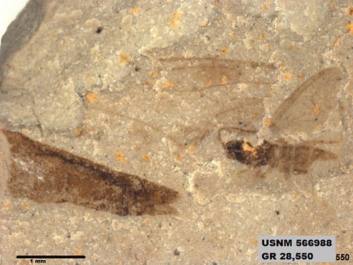 Insecta