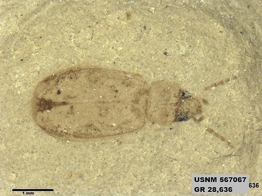 Insecta