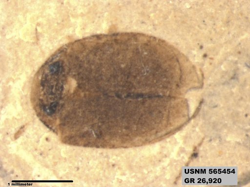 Insecta