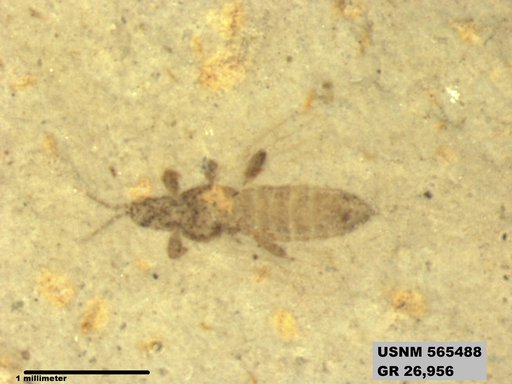 Insecta