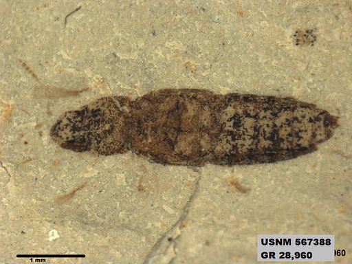 Genus sp