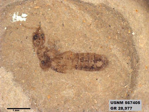 Genus sp
