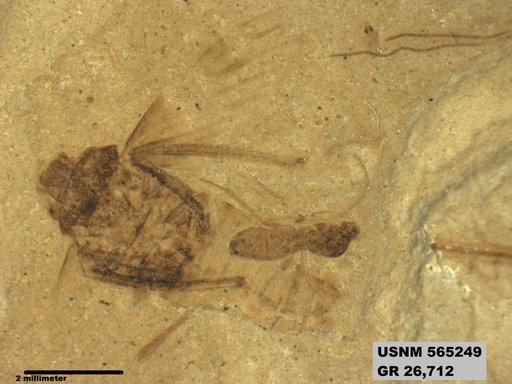 Insecta